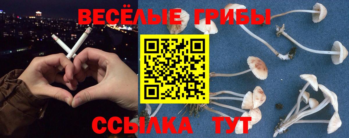 Псилоцибиновые грибы Cubensis Красноармейск